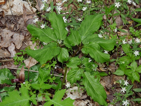 {Panax quinquefolius}